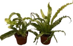 Asplenium - páfrány szobanövény 12 cm-es cserépben, 20/25 cm