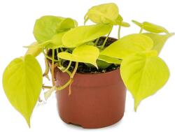  Philodendron scandens Kúszó philodendron szobanövény 12 cm-es cserépben, kb. 20 cm