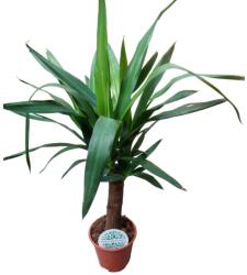  Yucca Elephantipes pálmaliliom 12 cm-es cserépben, 30/40 cm