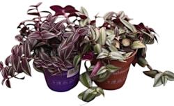  Tradescantia - zebrapletyka szobanövény 12 cm-es cserépben, kb. 20 cm magas