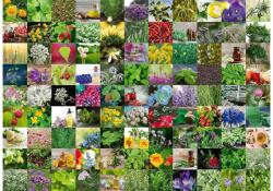 Ravensburger 12000073 - 99 gyógy- és fűszernövény - 1000 db-os puzzle (12000073)