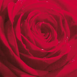  Ti-Flair Szalvéta 33 x 33 cm 3 Rétegű 20 Lap/Csomag Belle Rose Du Matin Red (AAC773)
