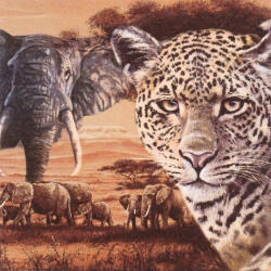  Ti-Flair Szalvéta 33 x 33 cm 3 Rétegű 20 lap/Csomag Safari Collage (AAC653)