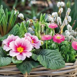  Ti-Flair Szalvéta 33 x 33 cm 3 Rétegű 20 lap/Csomag Primulas y Margaritas (AAC697)