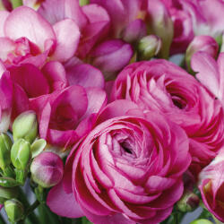  Ti-Flair Szalvéta 33 x 33 cm 3 Rétegű 20 lap/Csomag Freesia & Persian Buttercup pink (AAC667)