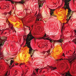 Ti-Flair Szalvéta 33 x 33 cm 3 Rétegű 20 Lap/Csomag Rosas Coloridas (AAC770)