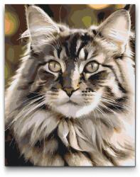  Festés számok szerint - Maine Coon macska Méret: 30x40cm, Keretezés: Keret nélkül (csak a vászon)