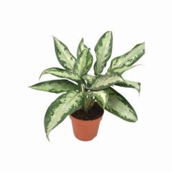  Aglaonema -Jubilee- Rákvirág szobanövény 12 cm-es cserépben, kb. 30 cm