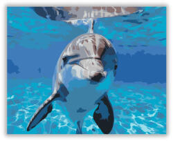  Mosolygó Delfin a Víz Alatt - számfestő készlet