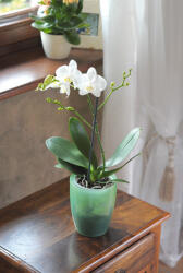  Coubi Orchidea Kaspó Jégkék Műanyag 16 cm (PPP-DUOW160T-CS99G)