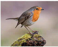  3D mágnes vörösbegy 9x7cm