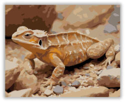  Apró Szarvas Gyík a Sivatagban - számfestő készlet