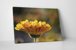 4 Decor Tablou canvas : Gerbera - beestick-deco - 104,00 RON