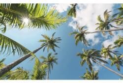 Komar Fototapet vlies Komar SHX9-107 Coconut Heaven II 450x280 cm (SHX9-107)