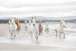 Komar Fototapet hârtie Komar White Horses 254x368 cm (8-986)