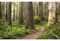 Komar Fototapet vlies SHX9-077 Redwood Trail 450x280 cm (SHX9-077)