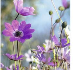 Pure Living Tablou sticlă Pure Living Purple Flowers I 20x20 cm (GLA1811D)
