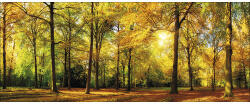 Pure Living Tablou sticlă Pure Living Sunshine in the forest 50x125 cm (GLA2360O)