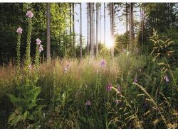 Komar Fototapet vlies Komar X7-1005 Summer Glade 350x250 cm (X7-1005)