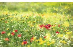 Komar Fototapet vlies Komar SHX9-094 Meadow Magic II 450x280 cm (SHX9-094)