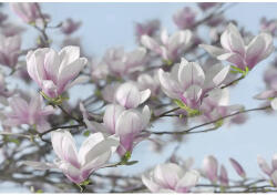 Komar Fototapet hârtie Komar Magnolia 368x254 cm (8-738)