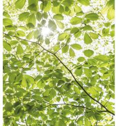 Komar Fototapet vlies Komar SHX5-045 In the Spring Forest 250x280 cm (SHX5-045)