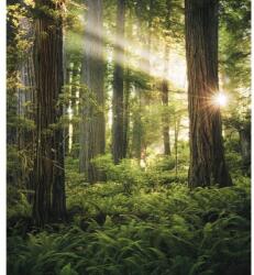 Komar Fototapet vlies Komar SHX5-037 Goblins Woods 250x280 cm (SHX5-037)