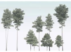 Komar Fototapet vlies Komar R4-040 Pines 400x280 cm (R4-040)