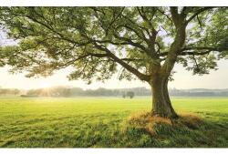Komar Fototapet vlies Komar SHX9-086 The Magic Tree 450x280 cm (SHX9-086)