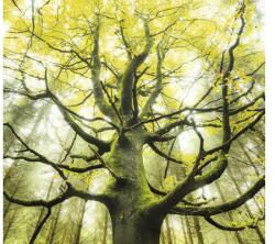 Komar Fototapet vlies Komar SHX6-020 The Dream Tree 300x280 cm (SHX6-020)