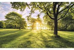 Komar Fototapet vlies Komar PSH054-VD4 Pure Golden Moment 400x250 cm (PSH054-VD4)
