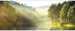Pure Living Tablou sticlă Pure Living Forest Atmosphere I 50x125 cm (GLA1820O)