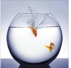 Pure Living Tablou sticlă Pure Living Diving Fish 30x30 cm (GLA495A)