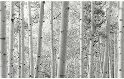 Komar Fototapet vlies Komar SHX9-030 Aspen Forest 450x280 cm (SHX9-030)