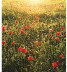 Komar Fototapet vlies Komar SHX5-071 Poppy World 250x280 cm (SHX5-071)