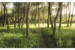 Komar Fototapet vlies Komar SHX9-011 Magic Flower Forest 450x280 cm (SHX9-011)
