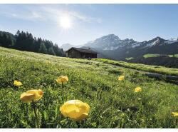 Komar Fototapet vlies Komar SHX8-003 Alpine Luck 400x280 cm (SHX8-003)