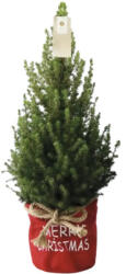 FloraSelf Molid FloraSelf Picea glauca Conica H 60-70 cm ghiveci Ø 17 cm diferite culori (3-2A-3A-4B-VDS-20220921_03)