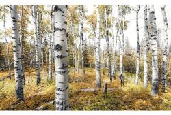Komar Fototapet vlies Komar SHX9-015 Colorful Aspenwoods 450x280 cm (SHX9-015)