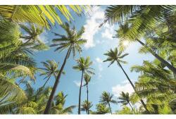 Komar Fototapet vlies Komar SHX9-108 Coconut Heaven 450x280 cm (SHX9-108)