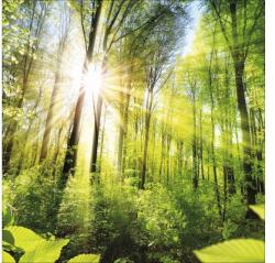 Pure Living Tablou sticlă Pure Living Towards The Sun 20x20 cm (GLA1823D)