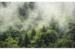 Komar Fototapet vlies Komar PSH061-VD4 Pure Forest Land 400x250 cm (PSH061-VD4)
