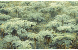 Komar Fototapet vlies Komar PSH106-VD4 Jungle Lands 400x250 cm (PSH106-VD4)