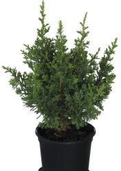 FloraSelf Chiparos în ghiveci FloraSelf Cham Law Little Spire H 20-25 cm Co 0, 8 L (X-ART-51186500)