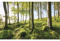 Komar Fototapet vlies Komar SHX9-102 Beech Spectacle 450x280 cm (SHX9-102)