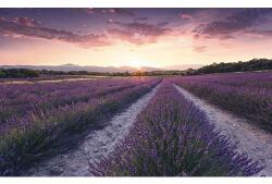 Komar Fototapet vlies Komar SHX9-052 Lavender Dream 450x280 cm (SHX9-052)