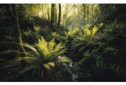 Komar Fototapet vlies SHX9-110 Fjordland Woods 450x280 cm (SHX9-110)