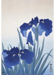 Special Decoration Fototapet vlies Special Decoration Iris 194x280 cm (HRBP200072)
