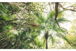 Komar Fototapet vlies Komar SHX9-128 Touch the Jungle 450x280 cm (SHX9-128)