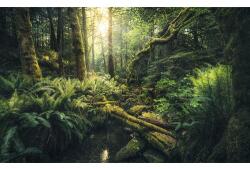 Komar Fototapet vlies Komar SHX9-028 Elves Cathedral 450x280 cm (SHX9-028)